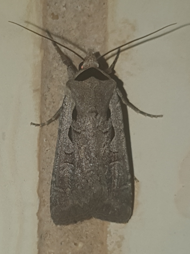 Basistriga flammatra