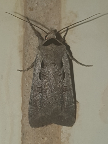 Basistriga flammatra