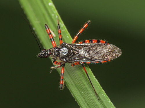 Sphedanolestes cingulatus