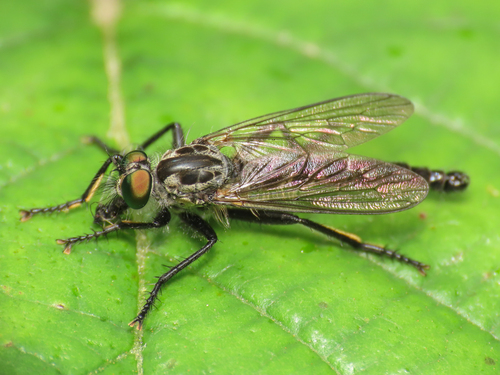 Neoitamus castellanii