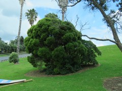 Metrosideros bartlettii