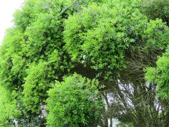 Metrosideros bartlettii