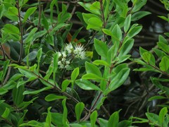 Metrosideros bartlettii