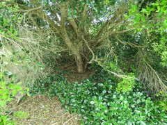 Metrosideros bartlettii