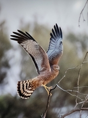 Spotted Harrier photo 3