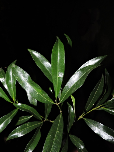 Image of Palicourea Sessilis (Palicourea sessilis) by (c) Fabrício Mil Homens Riella, some rights reserved (CC BY)