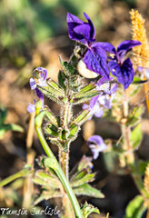 Salvia viridis