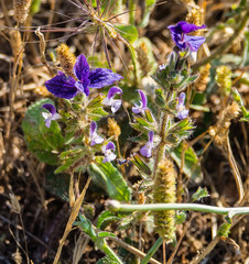 Salvia viridis