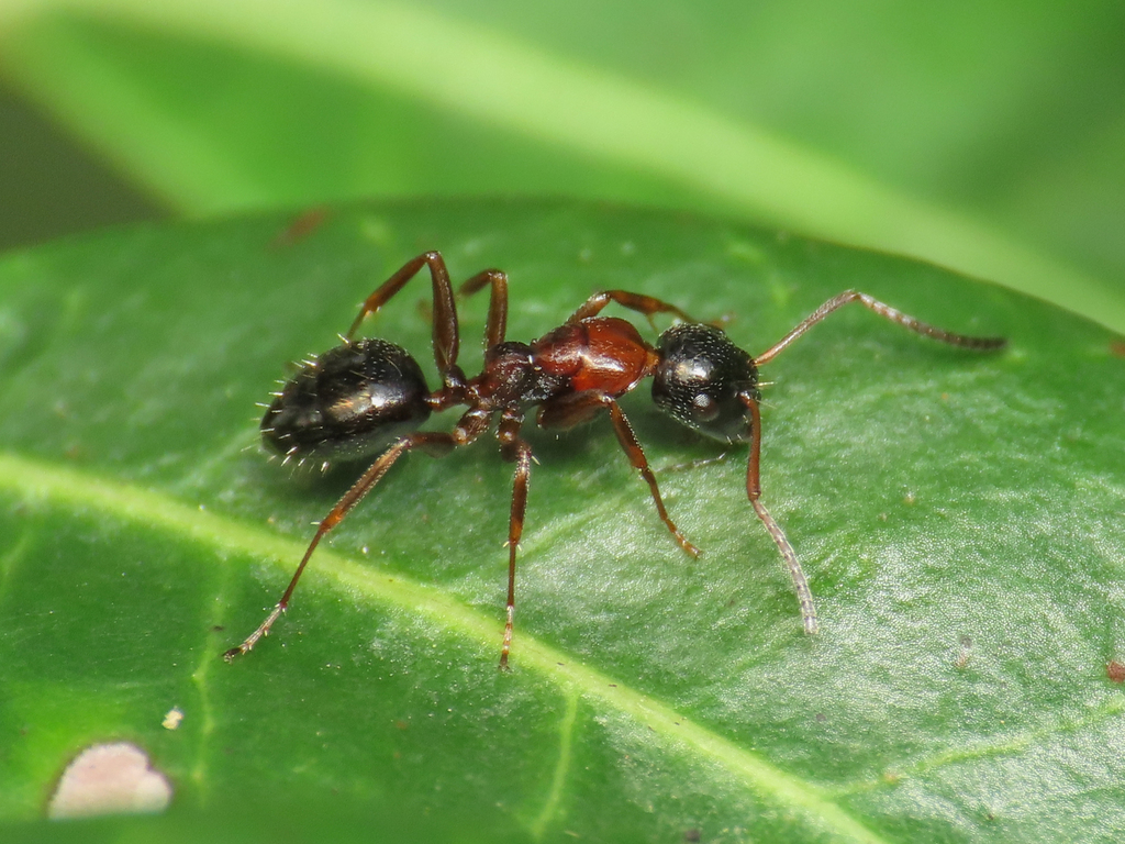 Camponotus dalmaticus