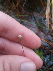 Lachnocaulon digynum