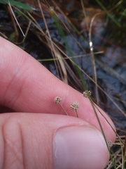 Lachnocaulon digynum