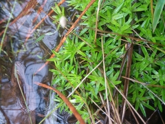 Lachnocaulon digynum