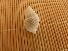 Cancellaria reticulata