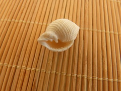 Cancellaria reticulata