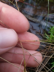 Lachnocaulon digynum