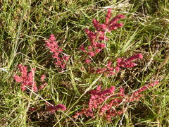 Suaeda novae-zelandiae