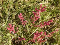 Suaeda novae-zelandiae