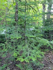 Abies balsamea image