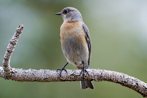 Western Bluebird, photo 8 of 10