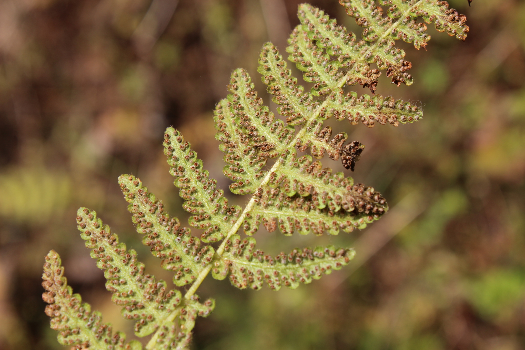 Woodsia