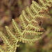 Cliff Ferns - Photo (c) kevomc, some rights reserved (CC BY-NC), uploaded by kevomc