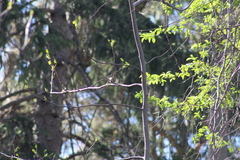 Setophaga pinus pinus