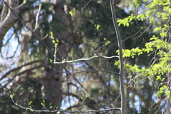 Setophaga pinus pinus