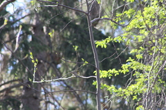 Setophaga pinus pinus