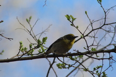 Setophaga pinus pinus