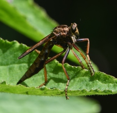 Asilus sericeus