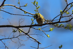 Setophaga pinus pinus