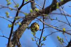 Setophaga pinus pinus