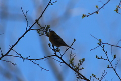 Setophaga pinus pinus