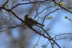 Setophaga pinus pinus