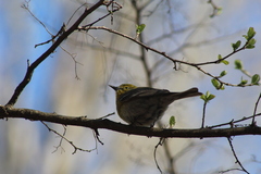 Setophaga pinus pinus