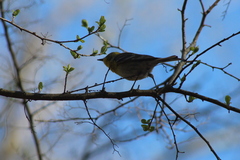Setophaga pinus pinus