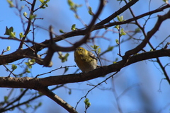 Setophaga pinus pinus