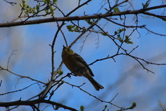Setophaga pinus pinus
