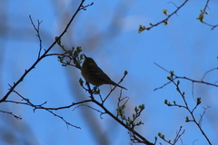Setophaga pinus pinus