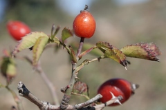 Rosa canina image