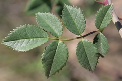 Rosa canina image