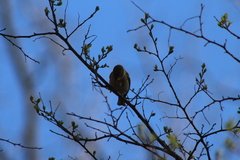 Setophaga pinus pinus