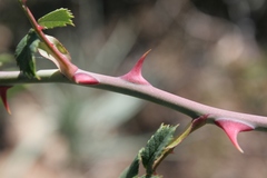 Rosa canina image