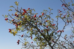 Rosa canina image