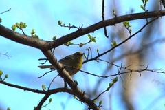 Setophaga pinus pinus