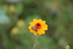 Chauliognathus opacus