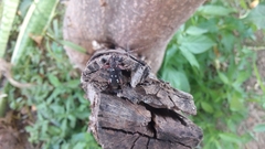 Ambonus interrogationis