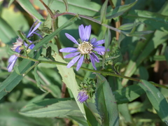 Symphyotrichum retroflexum