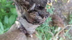 Ambonus interrogationis