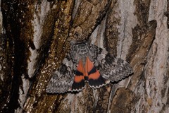 Catocala semirelicta